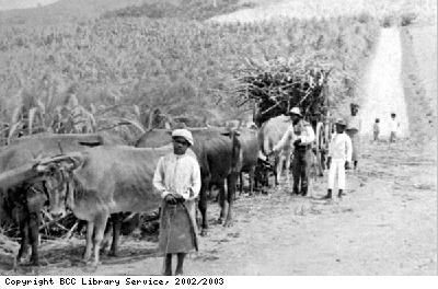 Carrying sugar cane to the mill