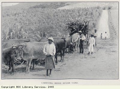 Carting sugar cane