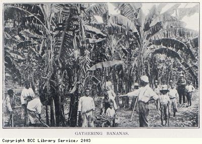 Gathering bananas
