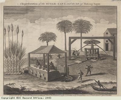 Sugar Cane and the Art of Making Sugar
