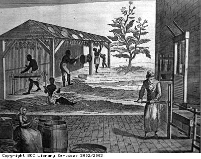 Tobacco processing on a plantation