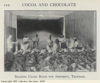Bagging cocoa beans