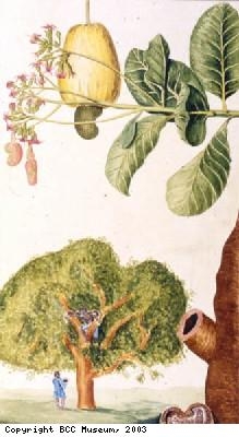 Cashew nut tree