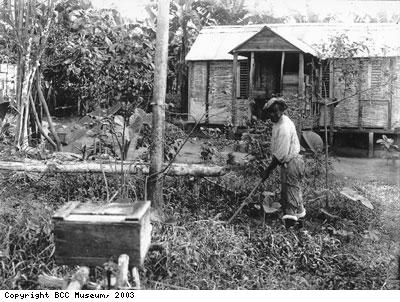 Jamaican farmer or Beekeeper
