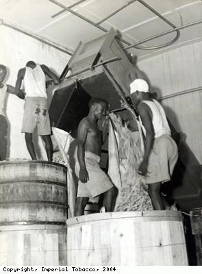 Men treading tobacco down into barrels