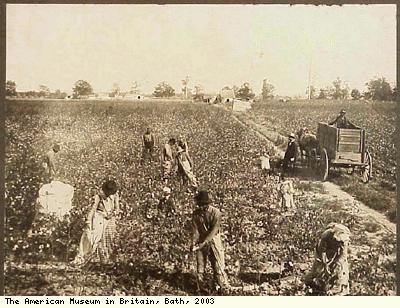 Picking Cotton, Arkansas