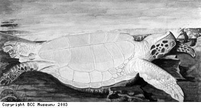 Turtle watercolour